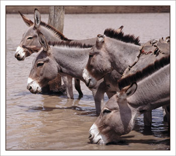 lizhadland.com: enter site